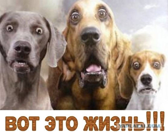 Собакен