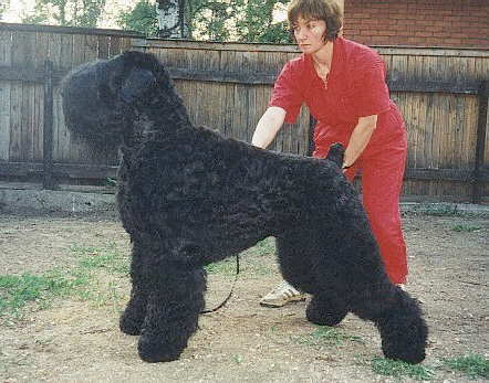 Черный волк