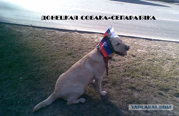 Собака-сепаратяка из Славянска