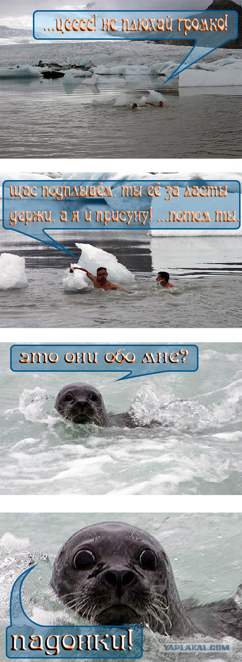 Моржи и Тюлень