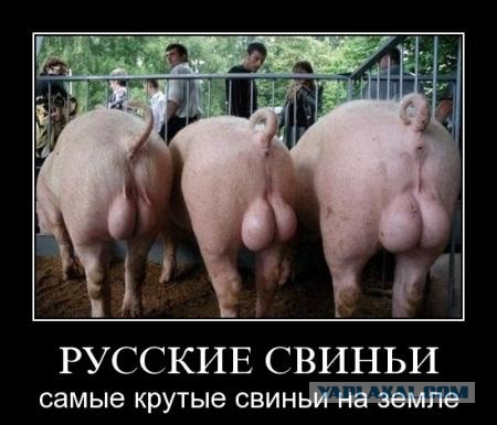 фото прикольные свиней онлайн фото прикольные свиней