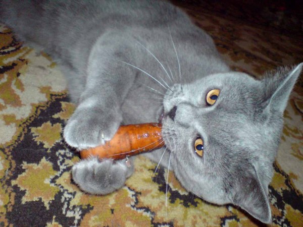 Котэ, которых застали врасплох