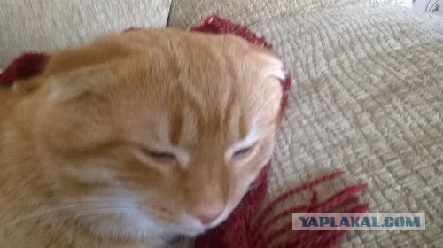 Котовторник