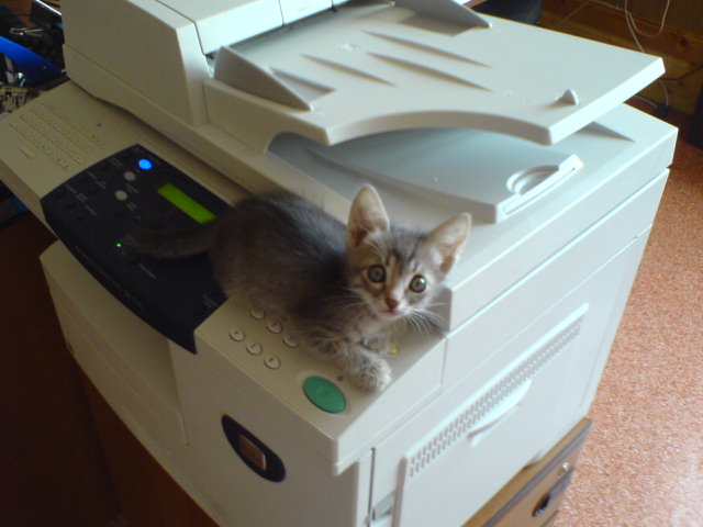 О кошачьих кличках.