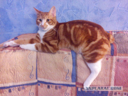 Жизнь Черного кота