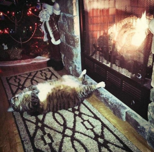 Пост невероятной кошачьей красоты. 25 фот.