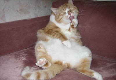 Коты, кошки, котята