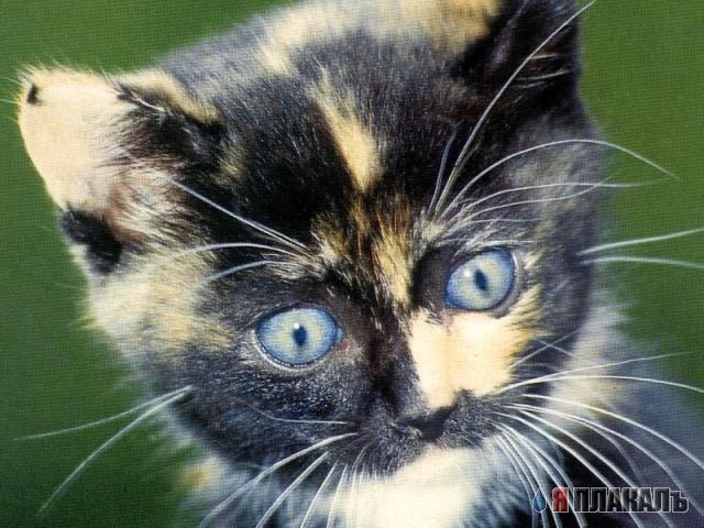 Коты, кошки, котята