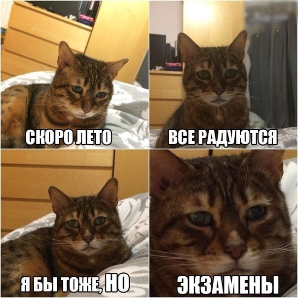 Картинки из сети, бессмысленные и беспощадные