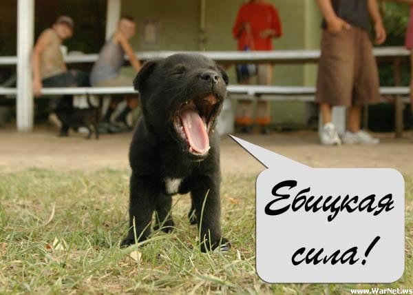 СОБАКИ и ЩЕНКИ. Все про собак!