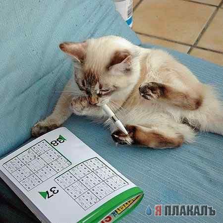 Котовторник!