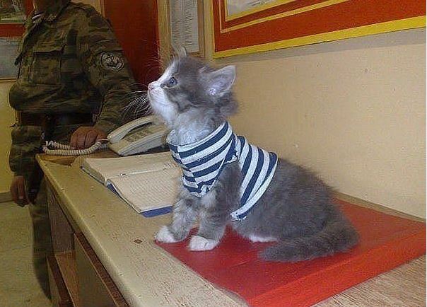 Коты из сети