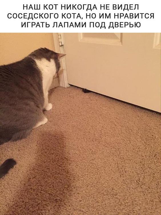 Коты из сети