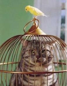 20 мест, в которых не должно было быть кота, но вот он