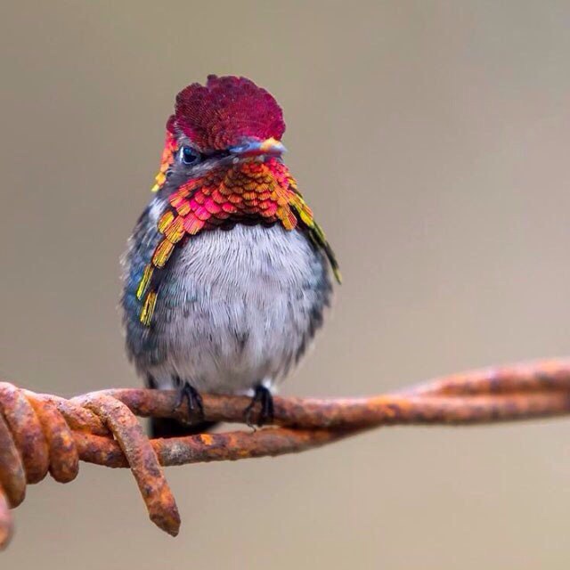Самые смешные животные