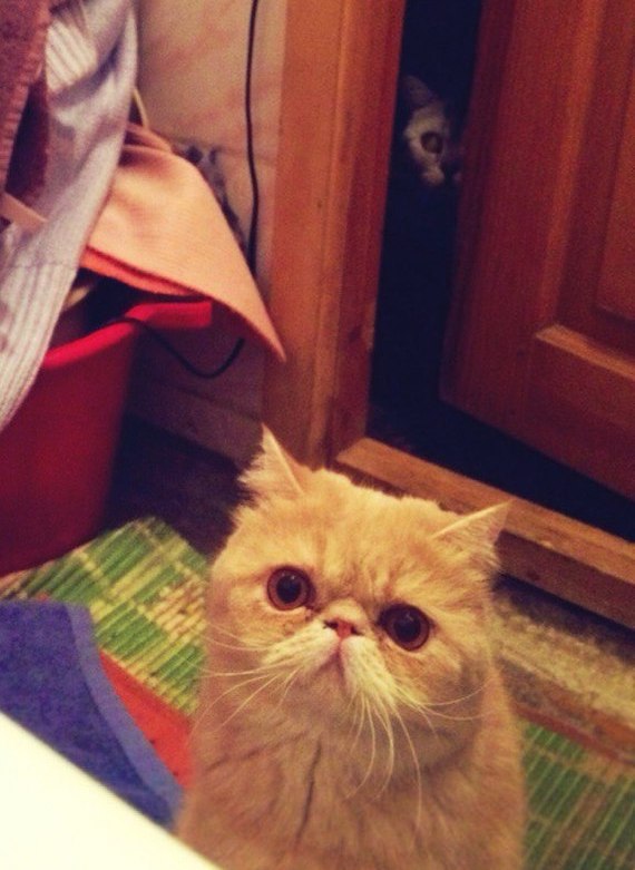 Коты и Кошки