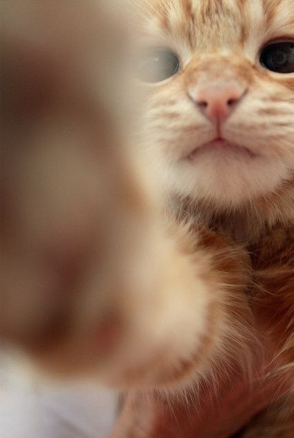 Коты и Кошки