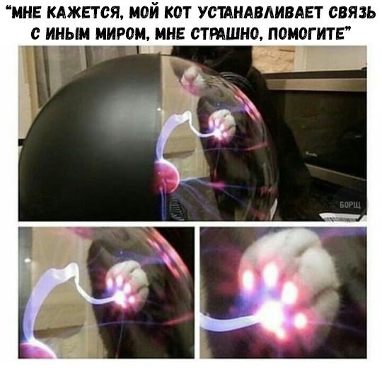 Коты и Кошки