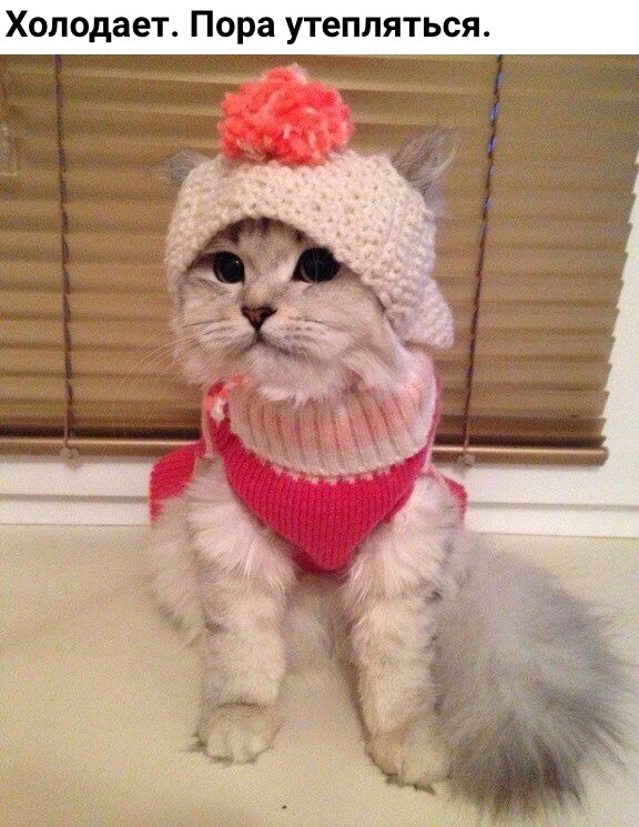 Коты и Кошки