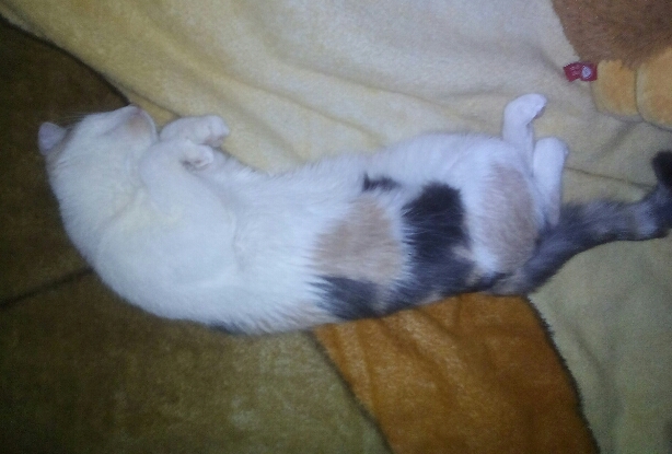 Котовторник  23.01.2018