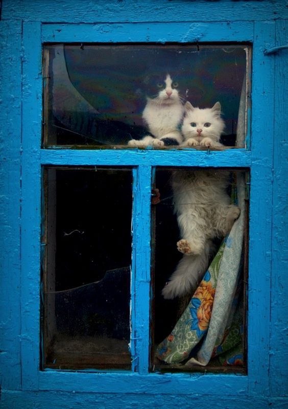 Живность из сети
