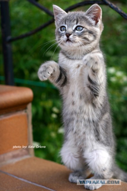 Котовторник на ЯПлакалъ 08.07.2008