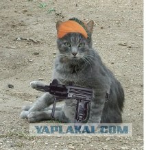 Кошак в шоке