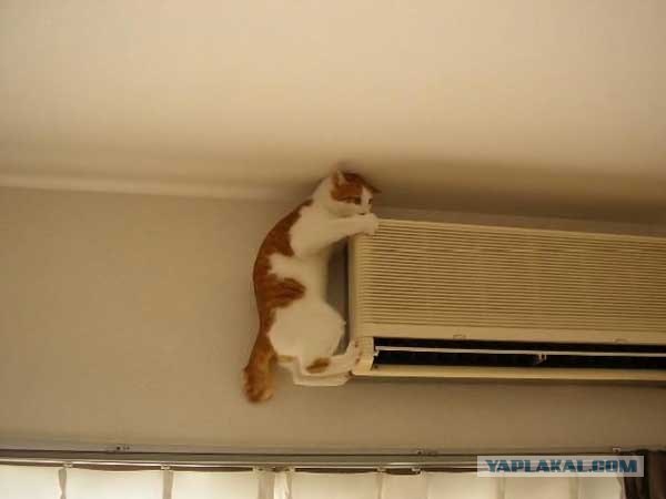 Котовторник на вторник, Котовторник