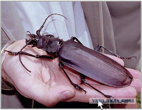 Ручное животное
