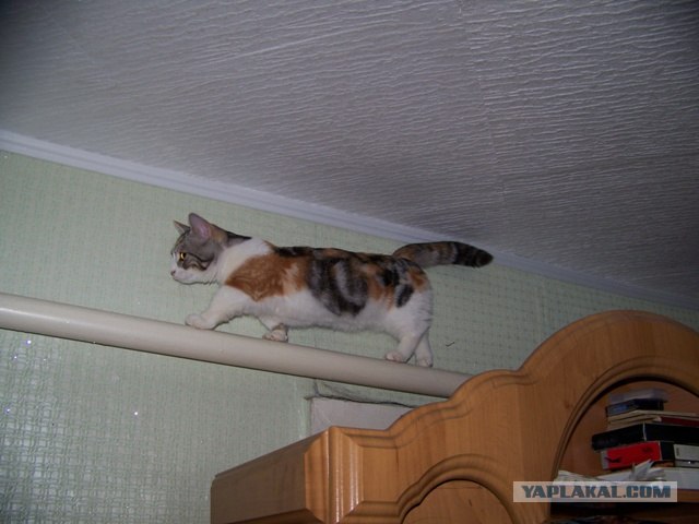 Самый длинный кот