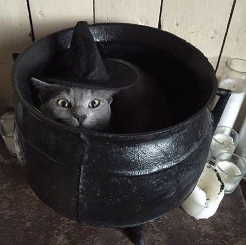 Прикольных котов пост