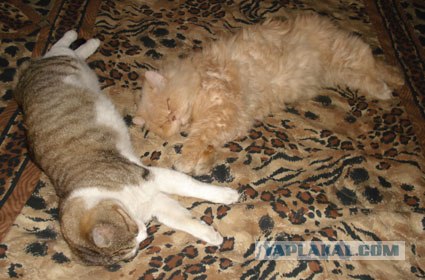 Котовторник!