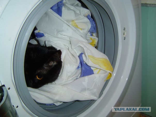 Котовторник!