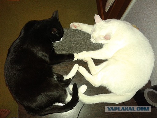Коты и кошки, которые идеально смотрятся вместе