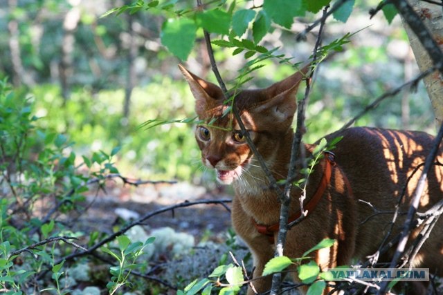 Котовторник  19.06.2012