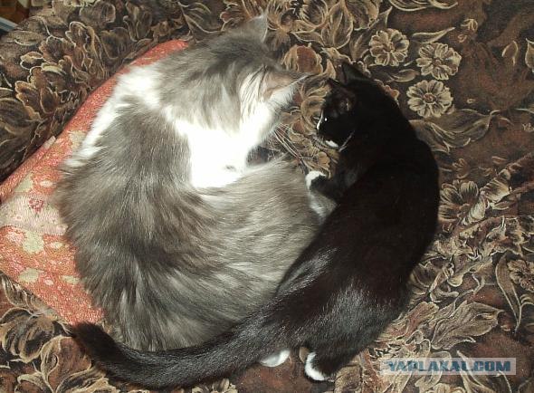 Котовторник ( 23.10. 2012. )