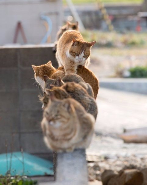 Забавные фото котеек