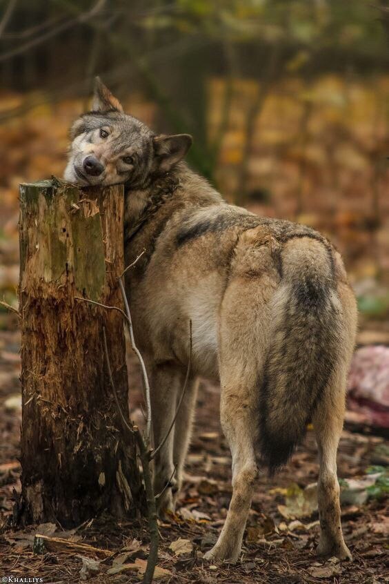 Живность из сети