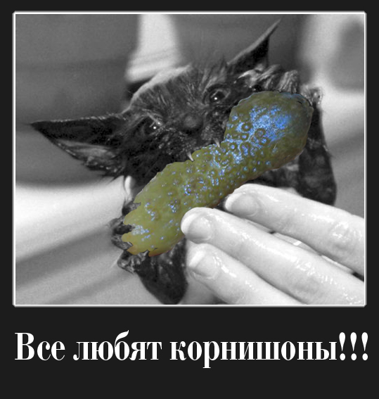 Фотожаба: Я люблю корнишоны