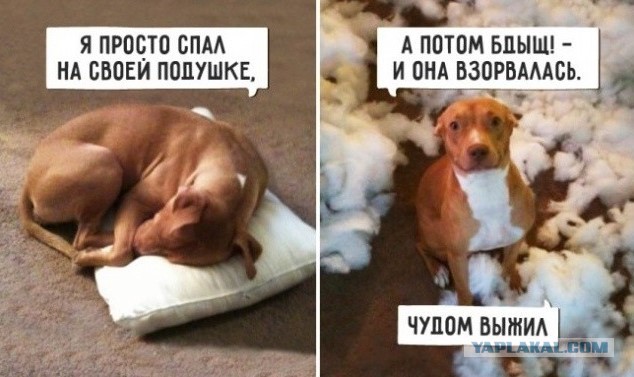 Домашние животные, застигнутые врасплох