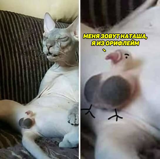 Картинки с котами и про котов