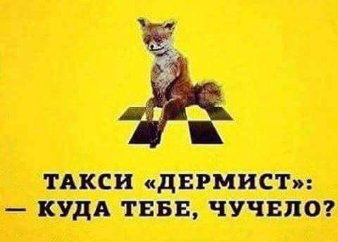 В инете превратили в мем фото неудавшегося чучела кота. Теперь "упоротому лису" есть товарищ