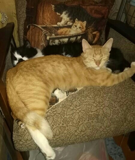 Котовторник 11.01.22
