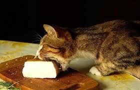 Про женщин, которые выпивают