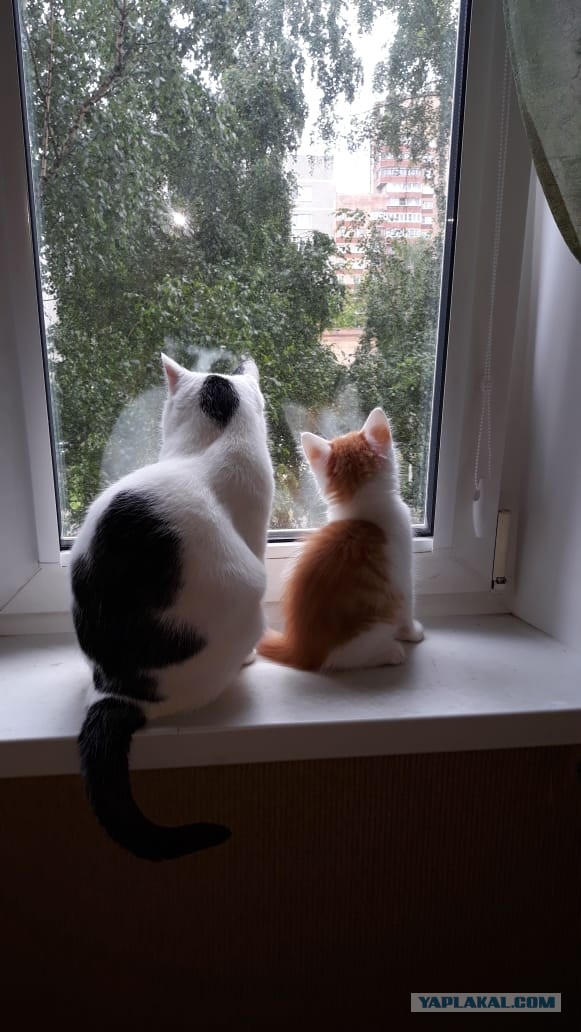 Долой политику, ура котикам!