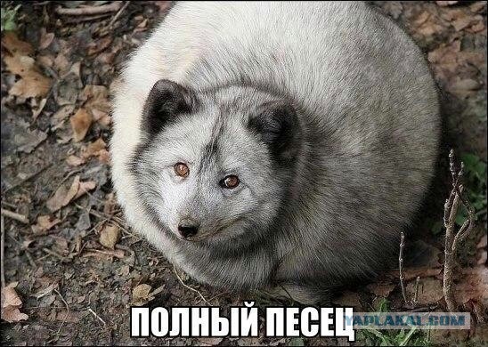 Так себе картинки 04.04.22