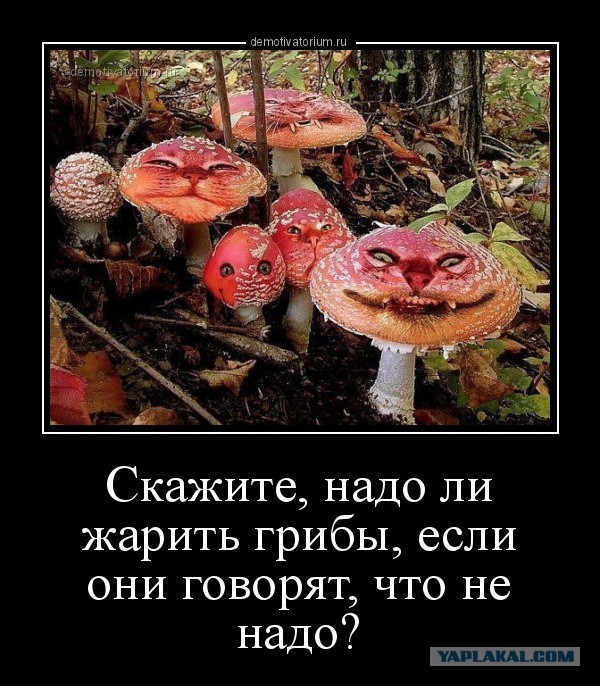 50 оттенков серого.  Vol.14 Или самосвал баянов