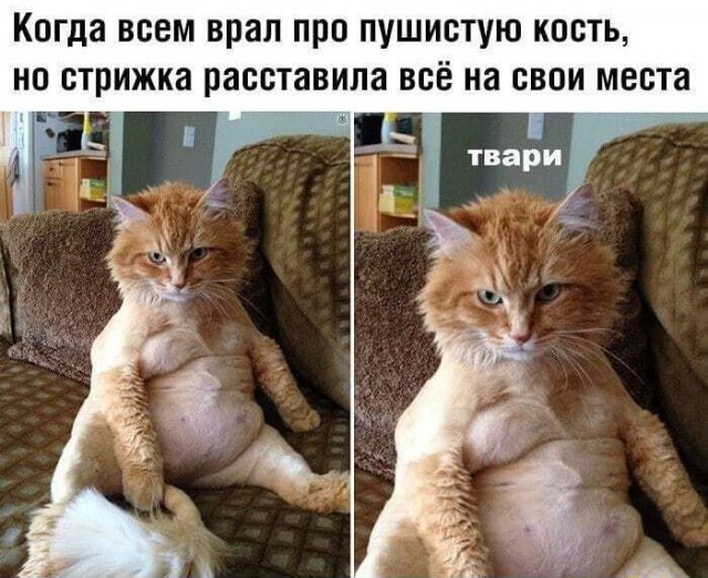 Весёлый полтишок 11.01.23