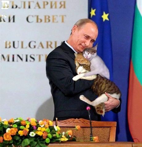 Из жизни одичавших кошек