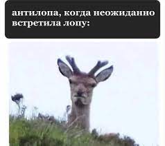 Ты, дай!